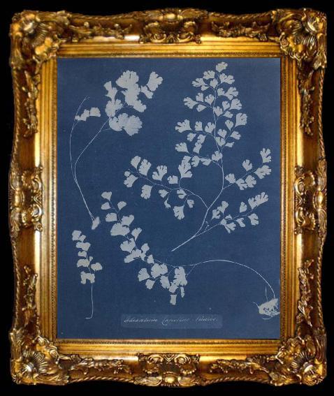 framed  Anna Atkins Adiantum Capillus Venerum, ta009-2